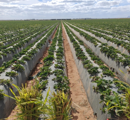 Measuring what matters: How the Global Farm Loss Tool is turning data into action