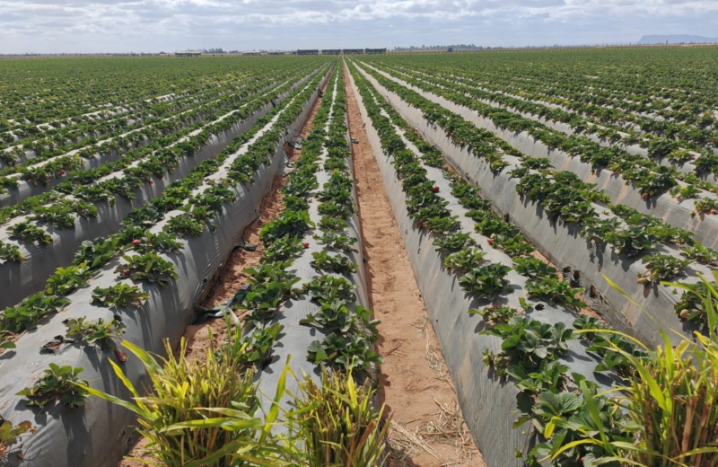 Measuring what matters: How the Global Farm Loss Tool is turning data into action