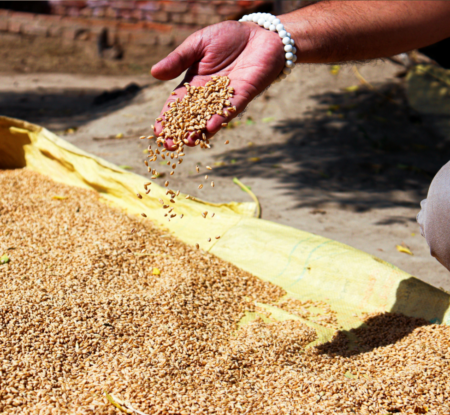 Securing the harvest: The International Seed Federation joins the Sustainable Supply Chain Initiative (SSCI)