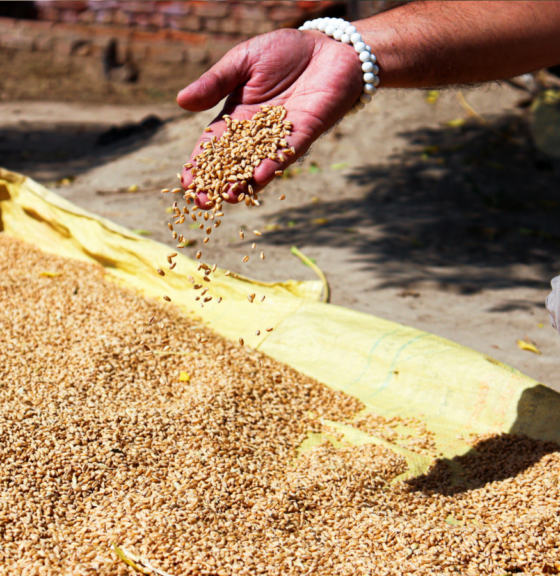 Securing the harvest: The International Seed Federation joins the Sustainable Supply Chain Initiative (SSCI)