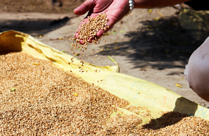 Securing the harvest: The International Seed Federation joins the Sustainable Supply Chain Initiative (SSCI)