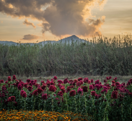 Florverde® Sustainable Flowers secures the SSCI’s first-ever recognition under the environmental benchmark