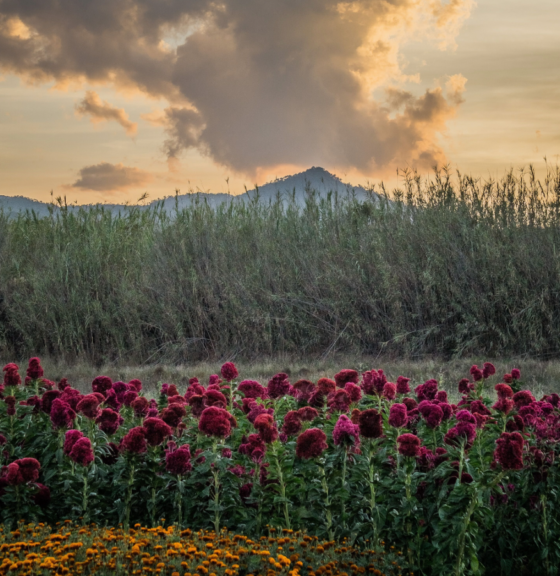 Florverde® Sustainable Flowers secures the SSCI’s first-ever recognition under the environmental benchmark