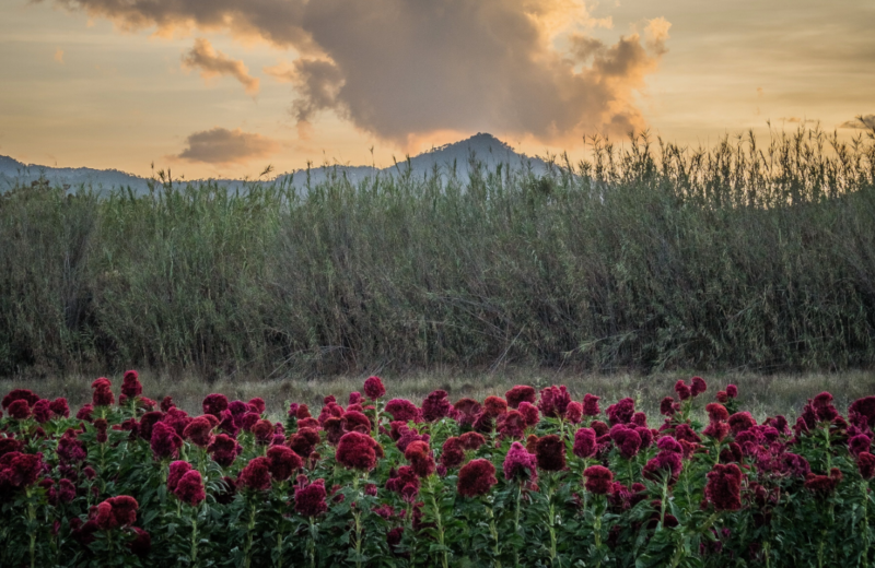 Florverde® Sustainable Flowers secures the SSCI’s first-ever recognition under the environmental benchmark