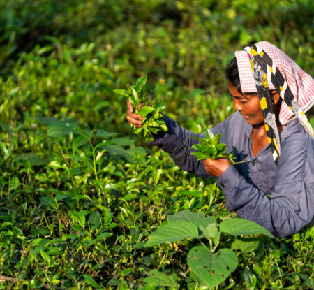 Public consultation opens for Fairtrade International’s SSCI benchmarking assessment