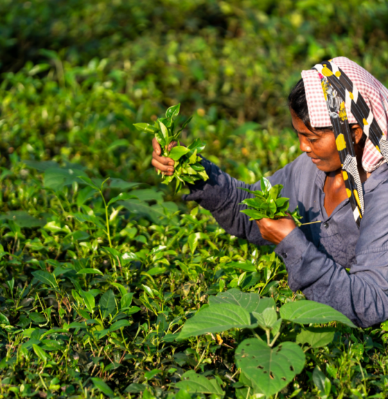 Public consultation opens for Fairtrade International’s SSCI benchmarking assessment