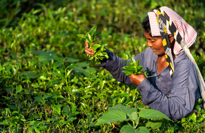 Public consultation opens for Fairtrade International’s SSCI benchmarking assessment
