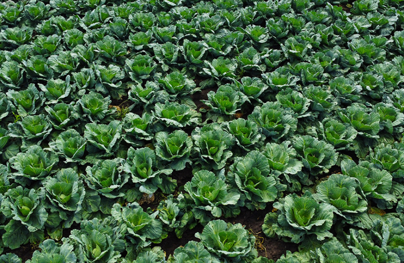 From food waste to food value: A new way to identify where business can act