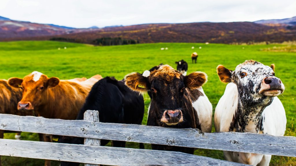 Cross-sector collaboration in beef