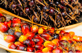 The World Can Have Sustainable Palm Oil