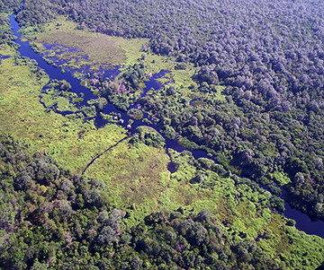 Fighting for Forests: The Leuser Ecosystem