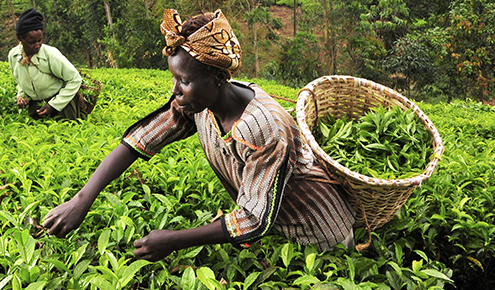 Food Safety Capacity Building and Africa’s Food System: Building the Foundation for Success