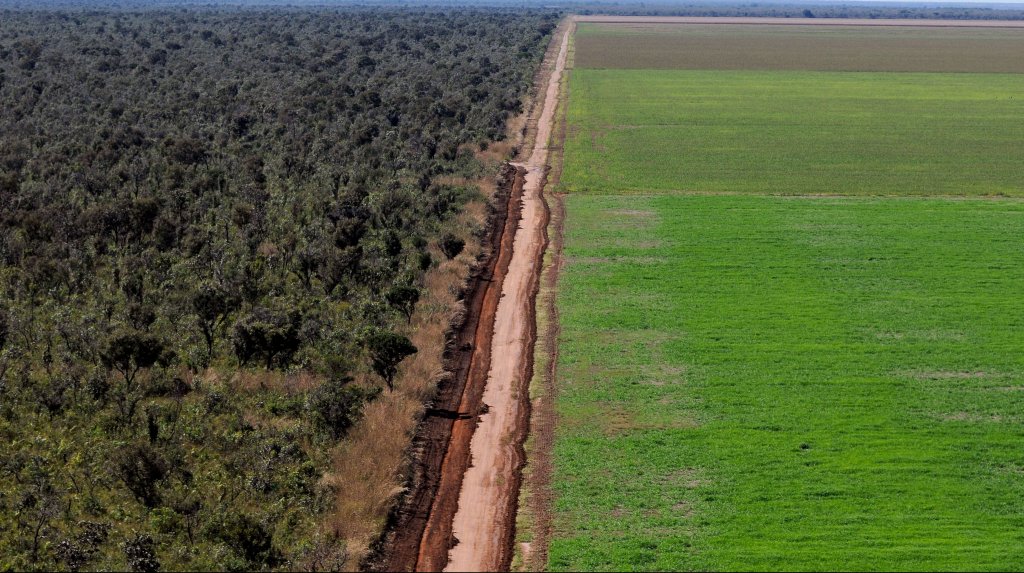 Tesco Announces Its Plan for Zero Deforestation Soy