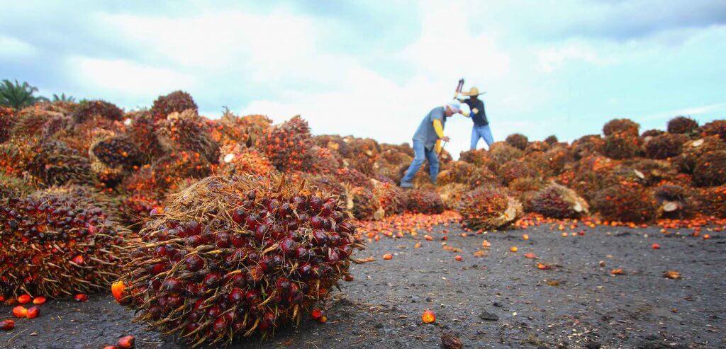 CGF Human Rights Coalition – Working to End Forced Labour Launches Stakeholder Consultations on Human Rights Due Diligence Frameworks and Palm Oil Sector Transformation Focused on Addressing Forced Labour