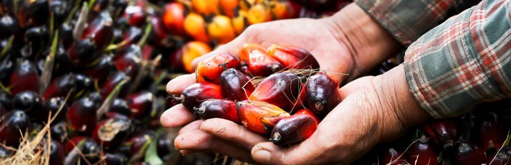 In New Project, Consumer Goods Companies Team Up with Palm Oil Companies to Fight Forced Labour in Malaysia