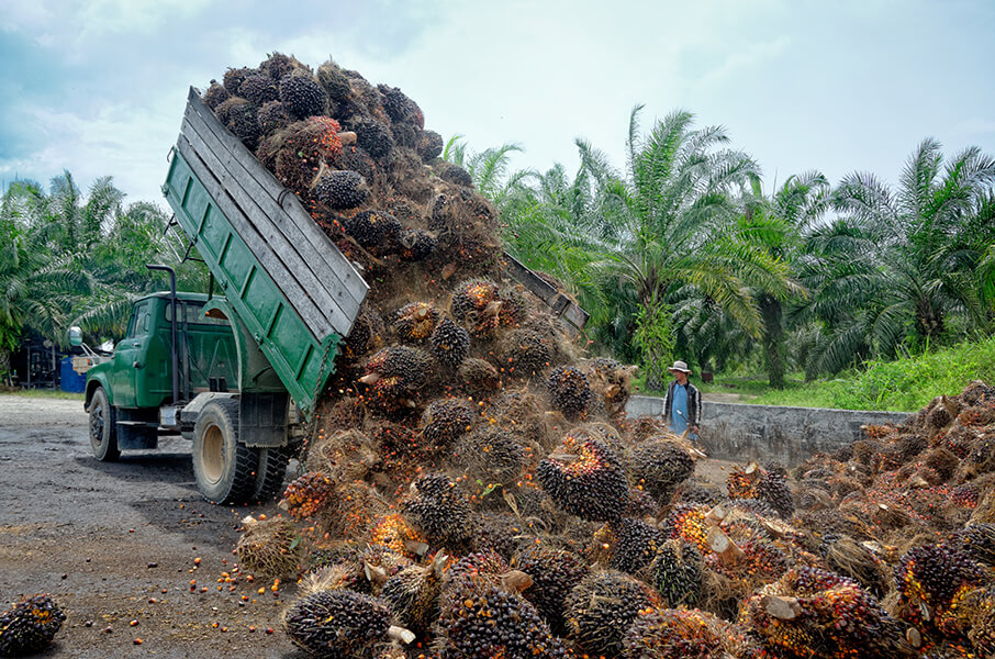 The Consumer Goods Forum and Fair Labor Association Call for Greater Collaboration to Tackle Forced Labour Issues in Palm Oil Industry