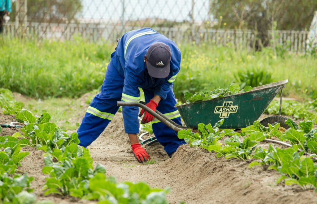 Addressing Post-Harvest Losses is Crucial in the Fight Against Food Waste