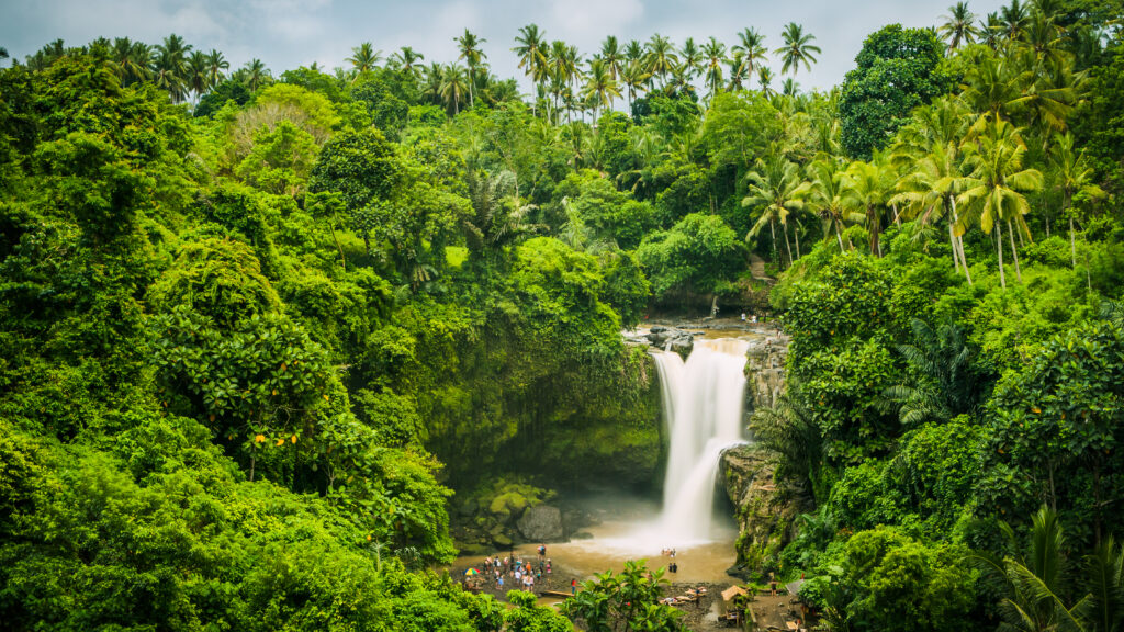 Building a Forest Positive Future Through Partnership: CGF and the Tropical Forest Alliance