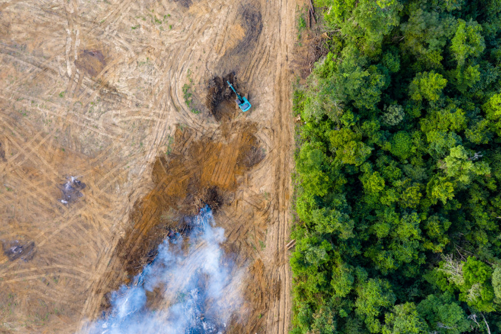 2022 is the Year to Take Action on Deforestation – Here’s Why Businesses Can’t Wait