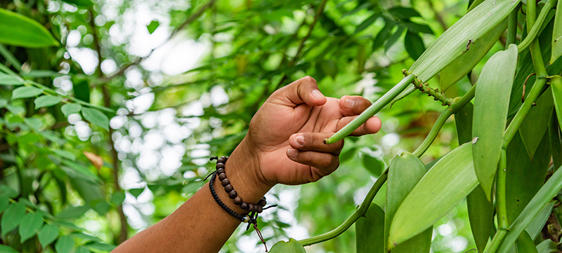 How Kellogg Company Supports Farmer Livelihoods