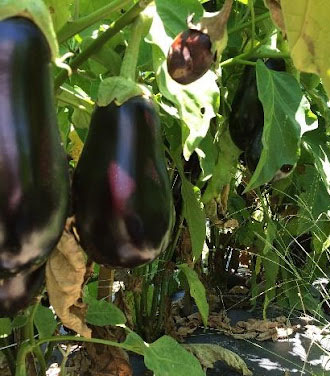 eggplant in the field