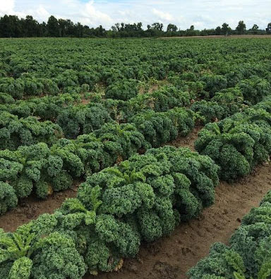 field of kale