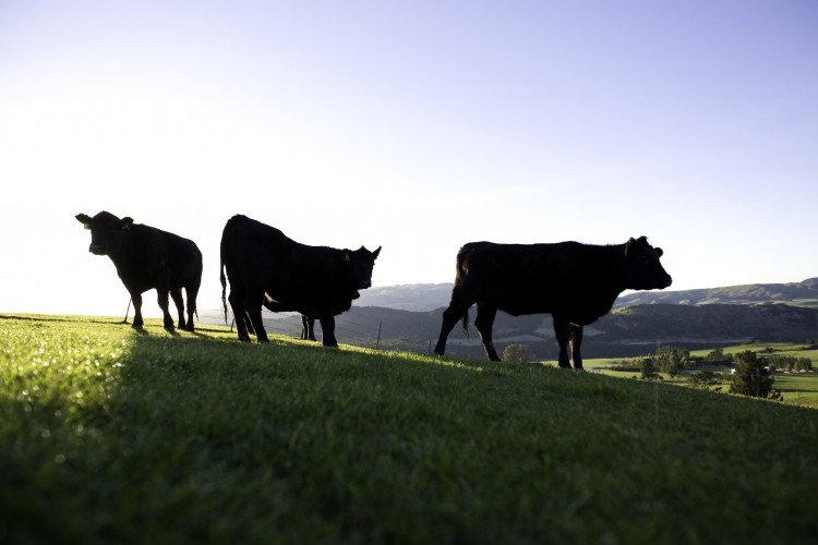 McDonald’s utilises monitoring technology and tailored supplier feedback to support a deforestation-free beef supply chain