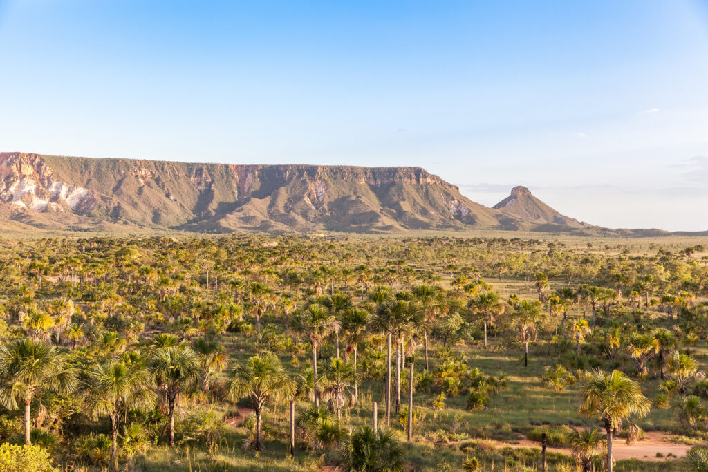 The power of landscapes to drive progress on climate and company commitments in the Cerrado Biome, Tocantins, Brazil