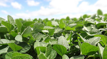 Working with partners to improve embedded soy supply chain visibility