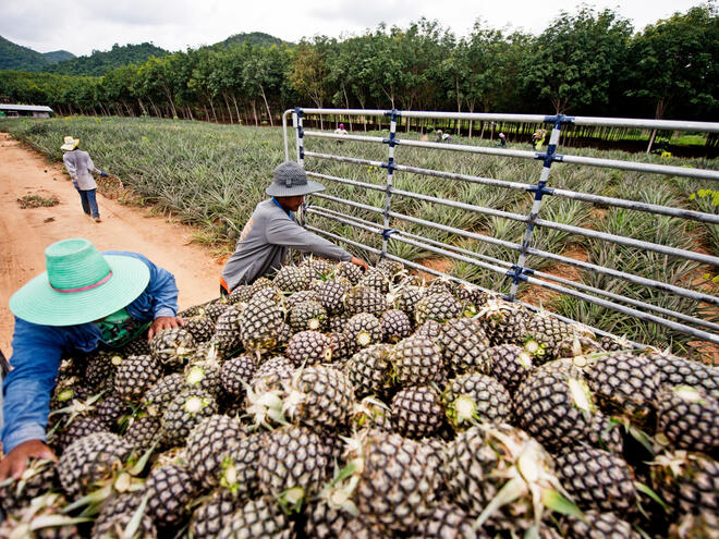 WWF Collaborates With The Consumer Goods Forum to Launch New Global Farm Loss Tool to Tackle Emissions From Food Loss