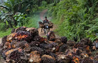 Business Must Ensure Southeast Asia’s Forest Positive Future