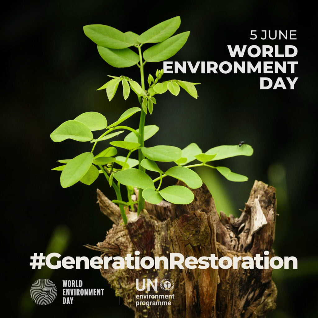 Four key steps FMCG firms can take to protect and restore forests