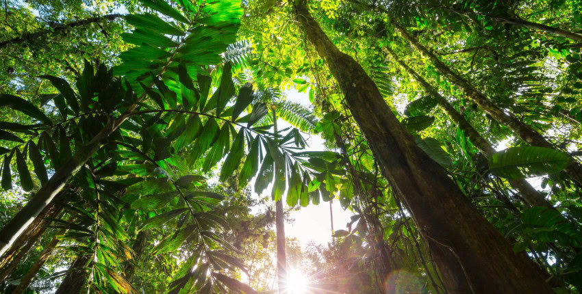 Forest Positive Report Shows Consumer Goods Sector is Increasing Transparency in Efforts to Reduce Deforestation in Supply Chains