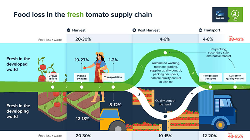 Food Loss in the Fresh Tomato Supply Chain