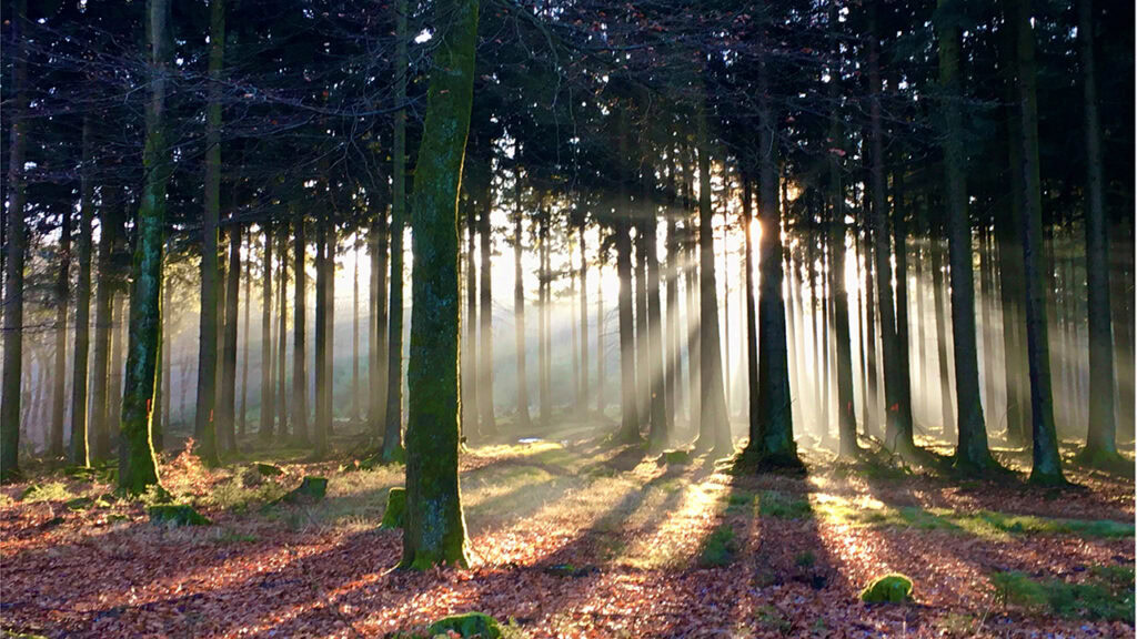 Climate Action in Practice: Actionable Insights to Reduce Deforestation