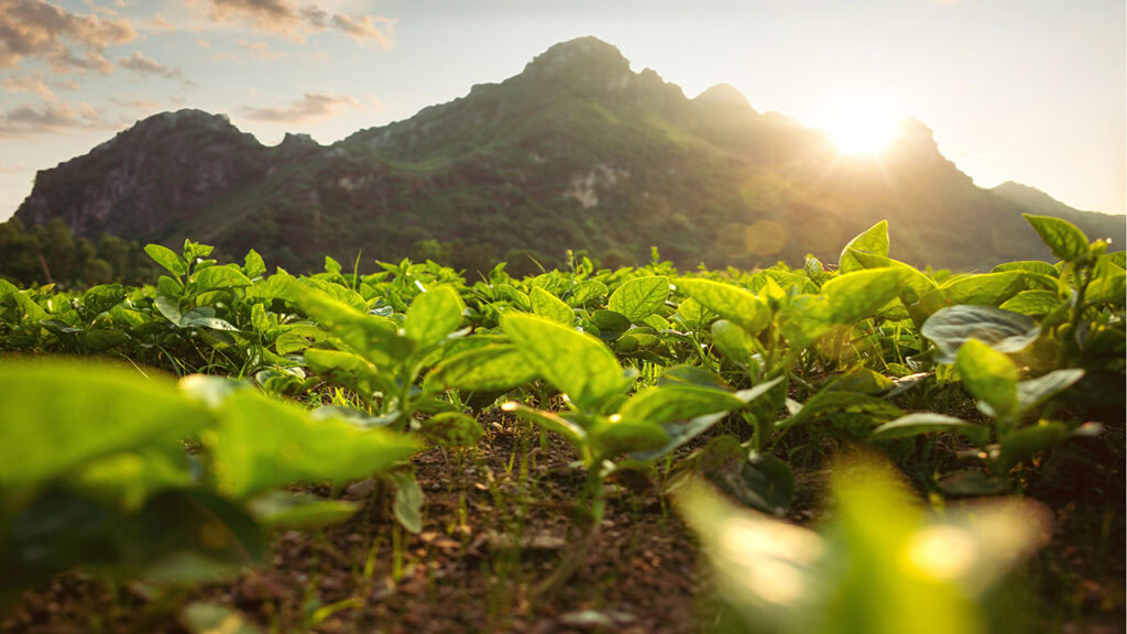 Climate Action in Practice: Actionable Insights to Enhance Sustainable Agriculture