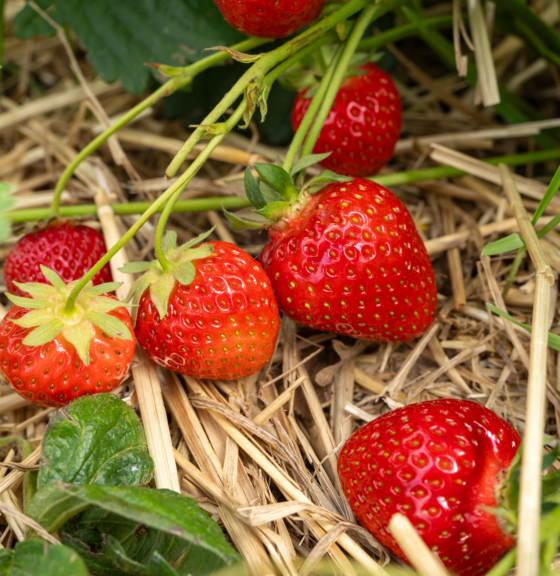 Engagement on Food Loss