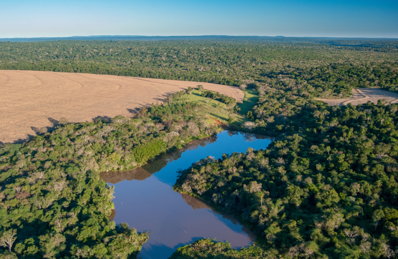 The Forest Positive Coalition’s 2025 report