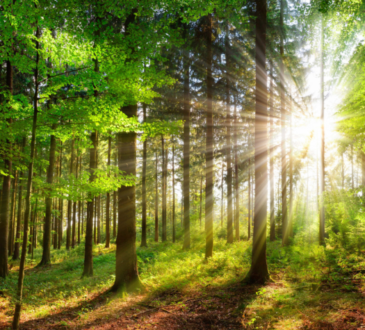 Forest Positive 
