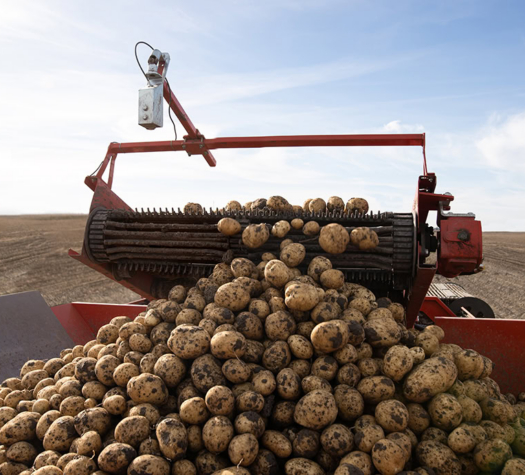 POTATO: PepsiCo (Nov 7th 2024)