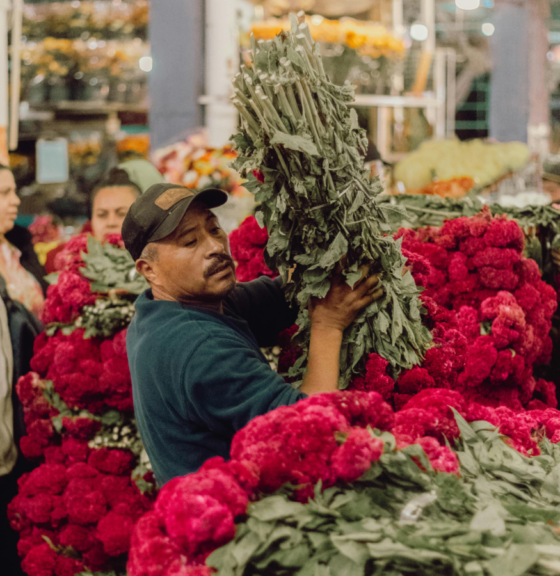 Public consultation: environmental review of Florverde® Sustainable Flowers now open