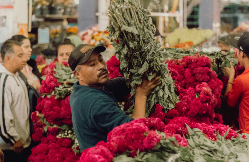 Call for feedback: public consultation on environmental pillar is now open for Florverde® Sustainable Flowers (FSF)