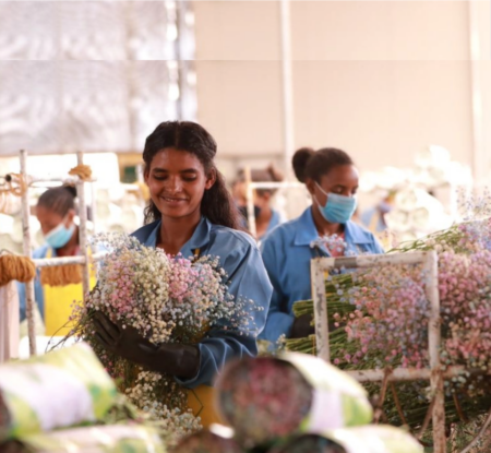 Call for feedback: public consultation is now open for Ethiopian Horticulture Producer Exporters Association (EHPEA)
