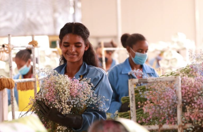 Call for feedback: public consultation is now open for Ethiopian Horticulture Producer Exporters Association (EHPEA)